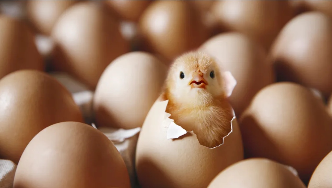 chick-coming-out-of-an-egg-shell